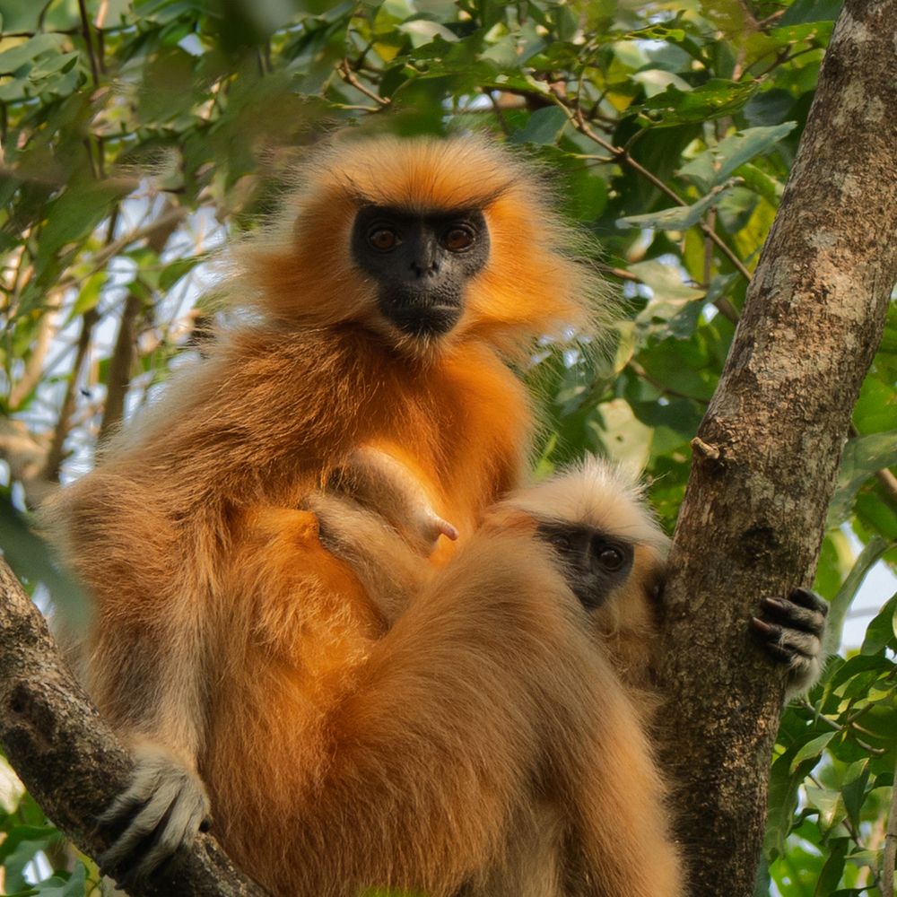Photograph by Jayanta Kumar Sarkar