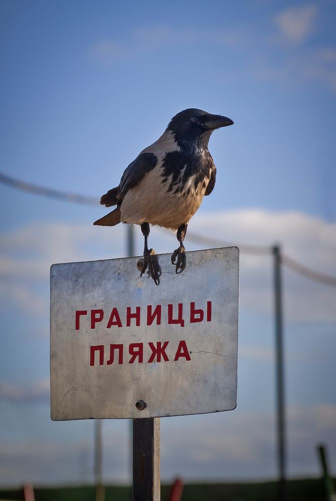 Граница под наблюдением