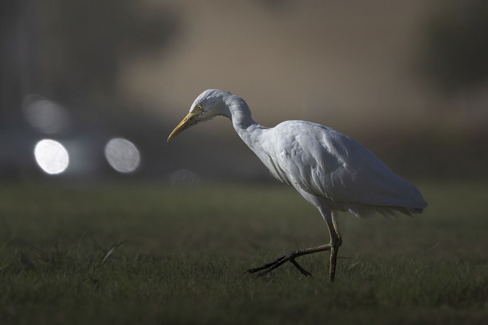 Photograph by Инна Баженова