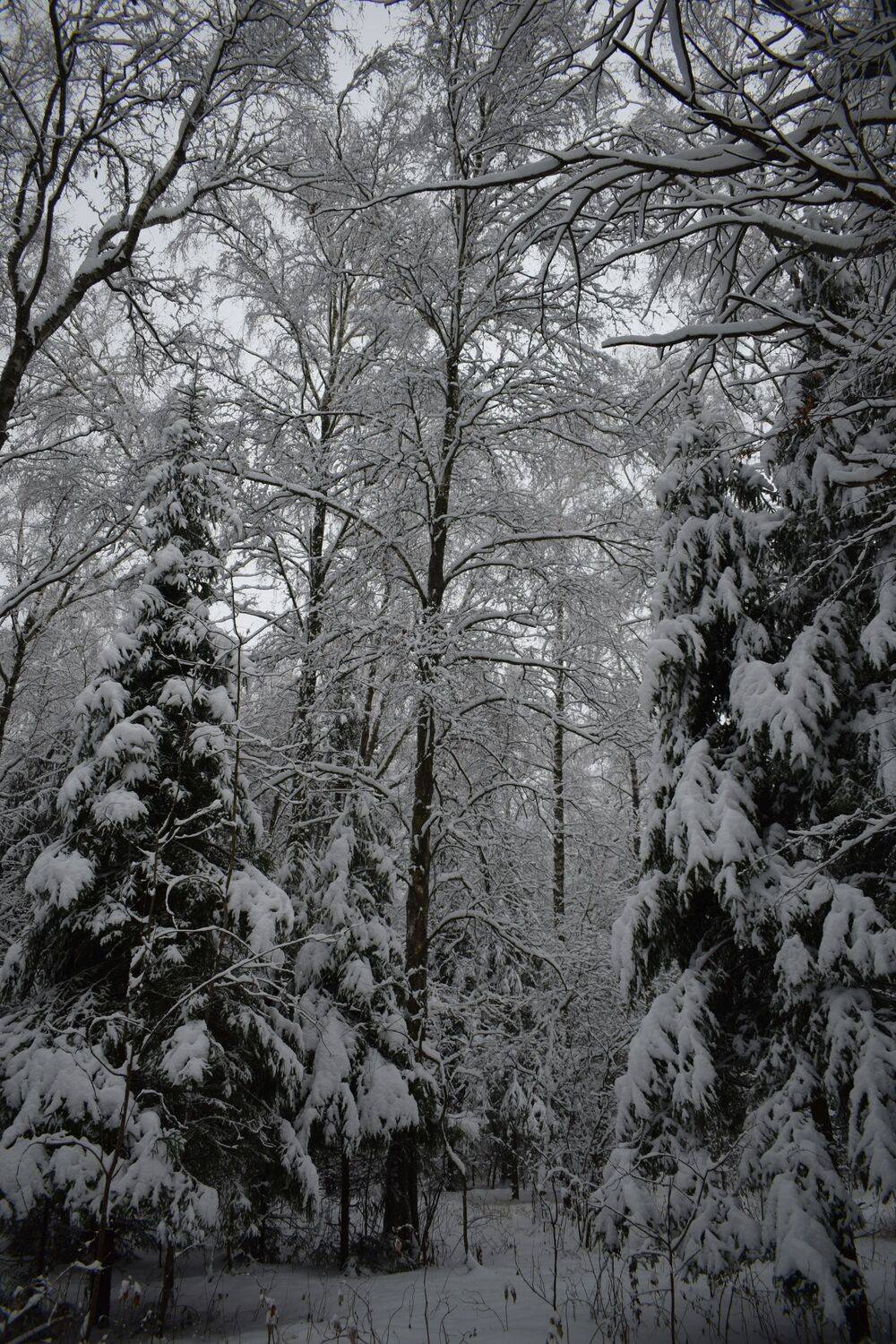 Photo #11793817