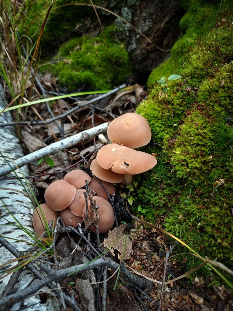 Photograph by Елена Чернякова