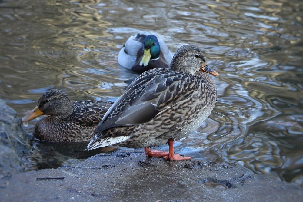 Photograph by Татьяна Сычёва