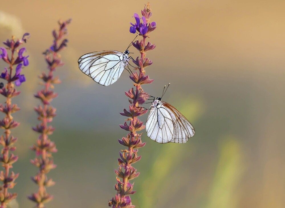 Photograph by ali bakhshi