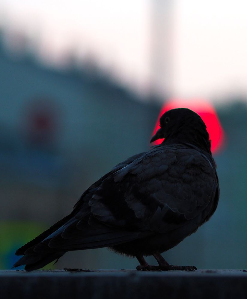 Фотография автора Федор Горбатов