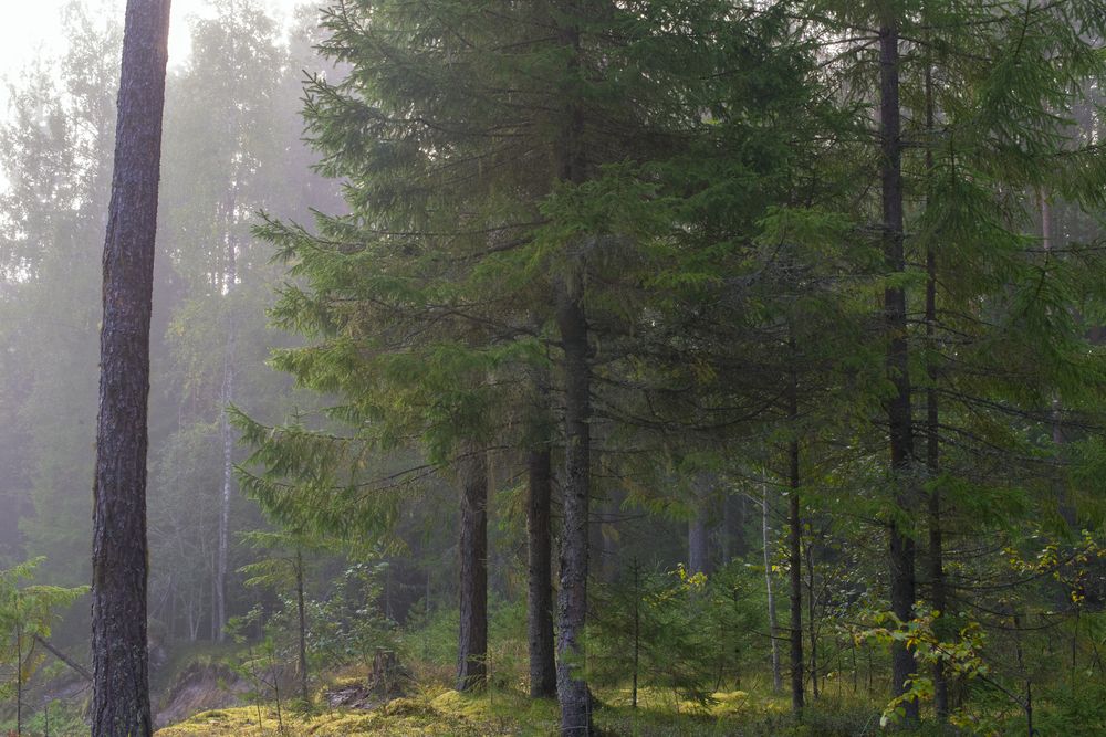 Photograph by Николай Лысцев