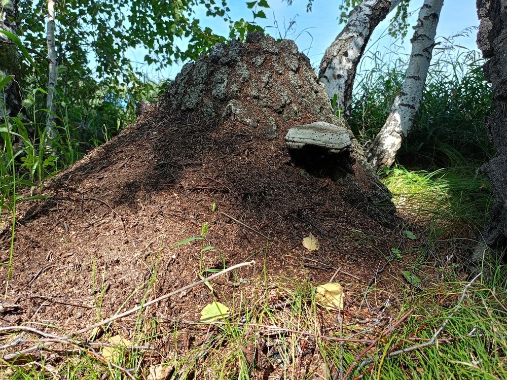 Photograph by Елена Чернякова