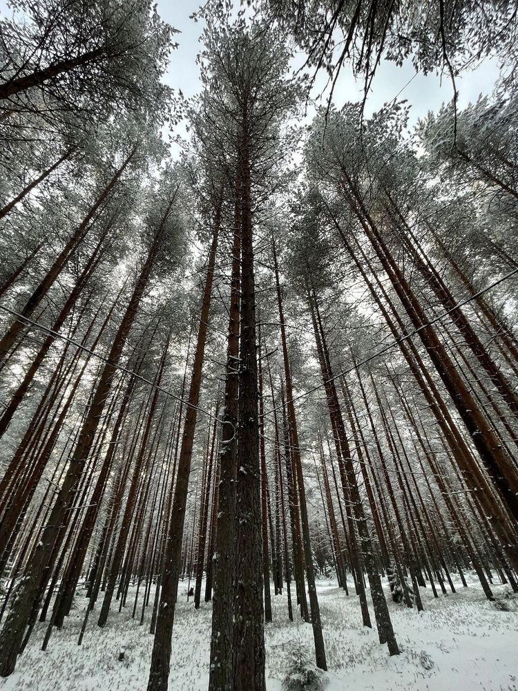 Photograph by Елена Чебан