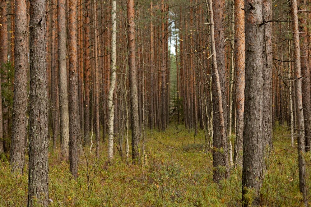 Фотография автора Алина Павлова