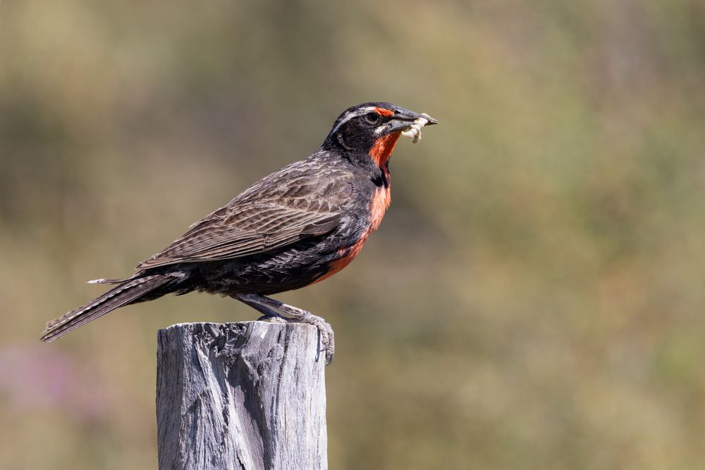 Photograph by MARÍA CECILIA REY