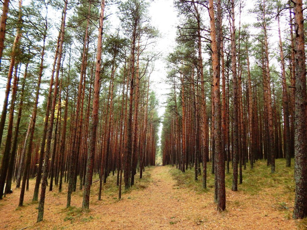 Фотография автора Ирина Пивненко