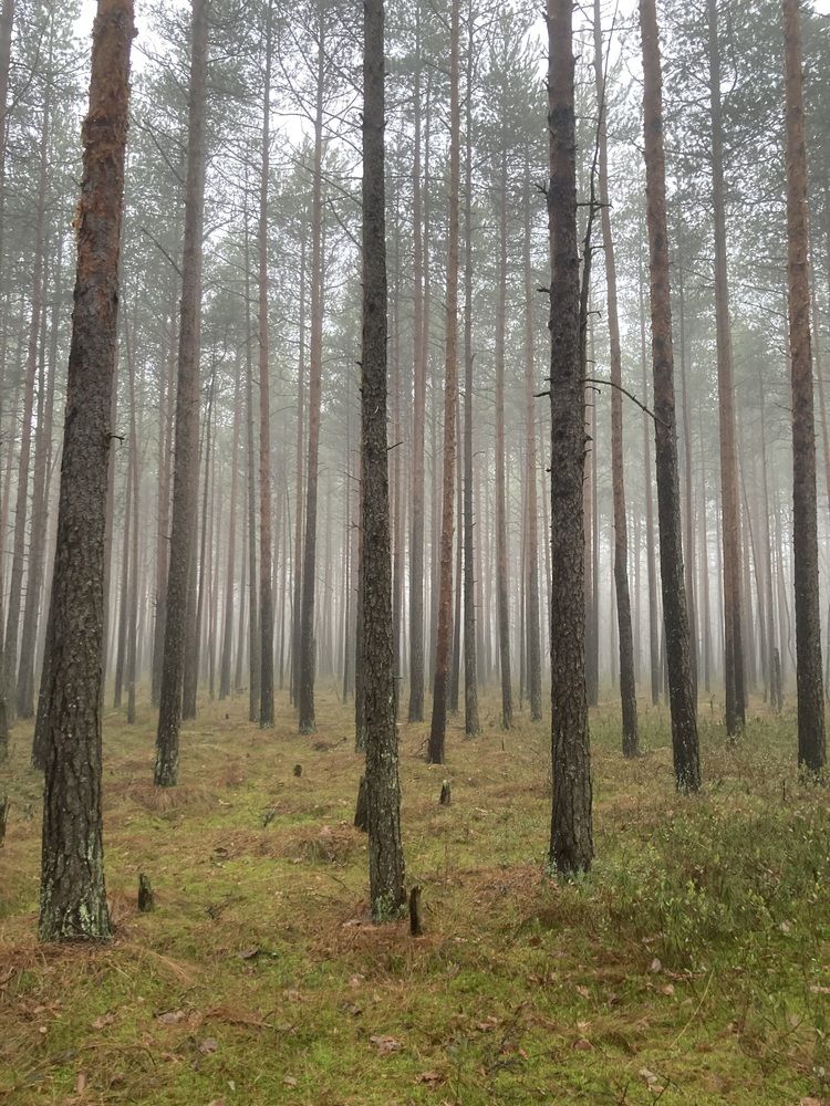 Фотография автора Алина Павлова
