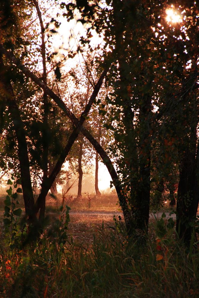 Photograph by Мария Приставская (Буданова)