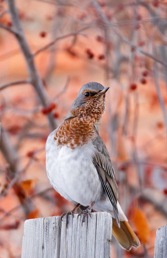 Фотография автора Ulzii Ulziibat