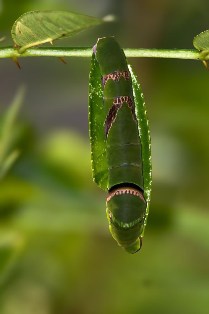 Photograph by Sonam chophel