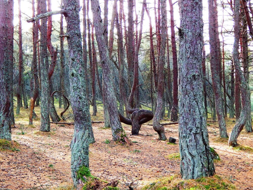 Фотография автора Ирина Пивненко