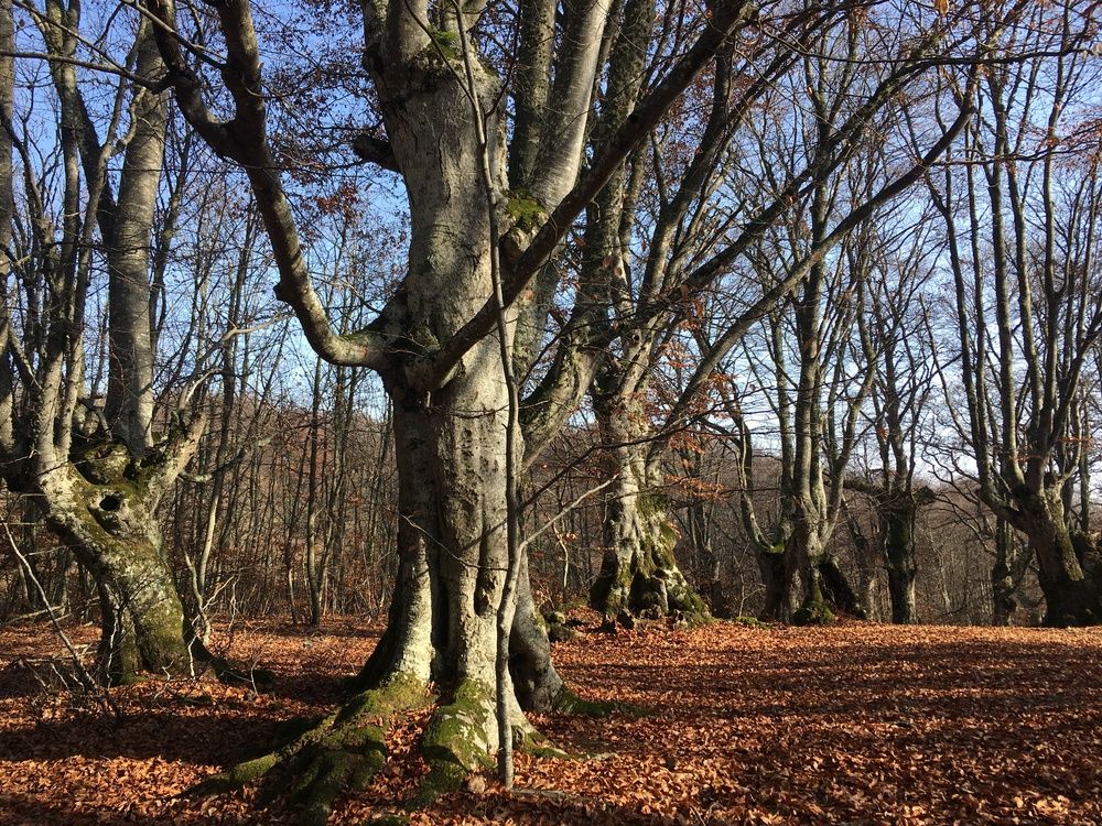 The nightmare on Elm Street