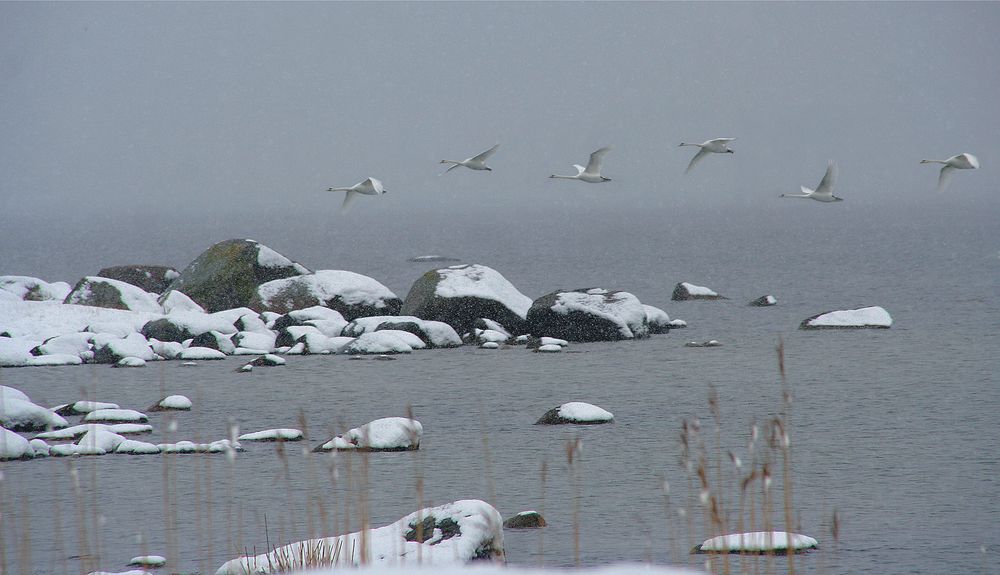Перелётные птицы