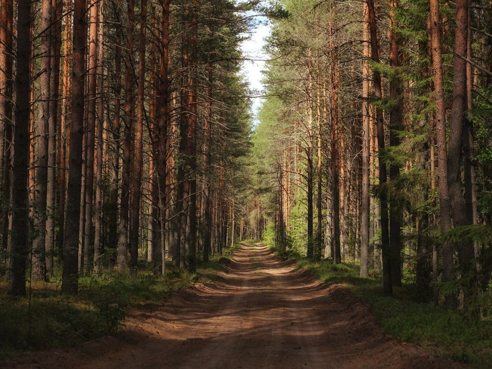 Фотография автора Андрей Шестаков