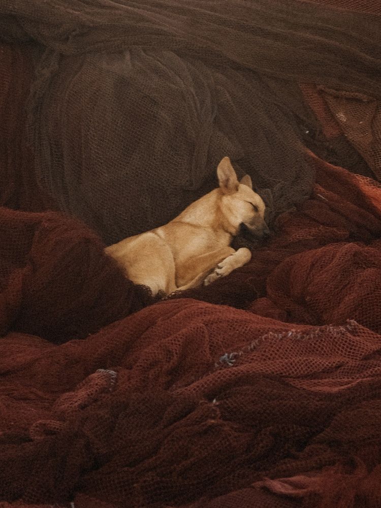 Собака в сетях