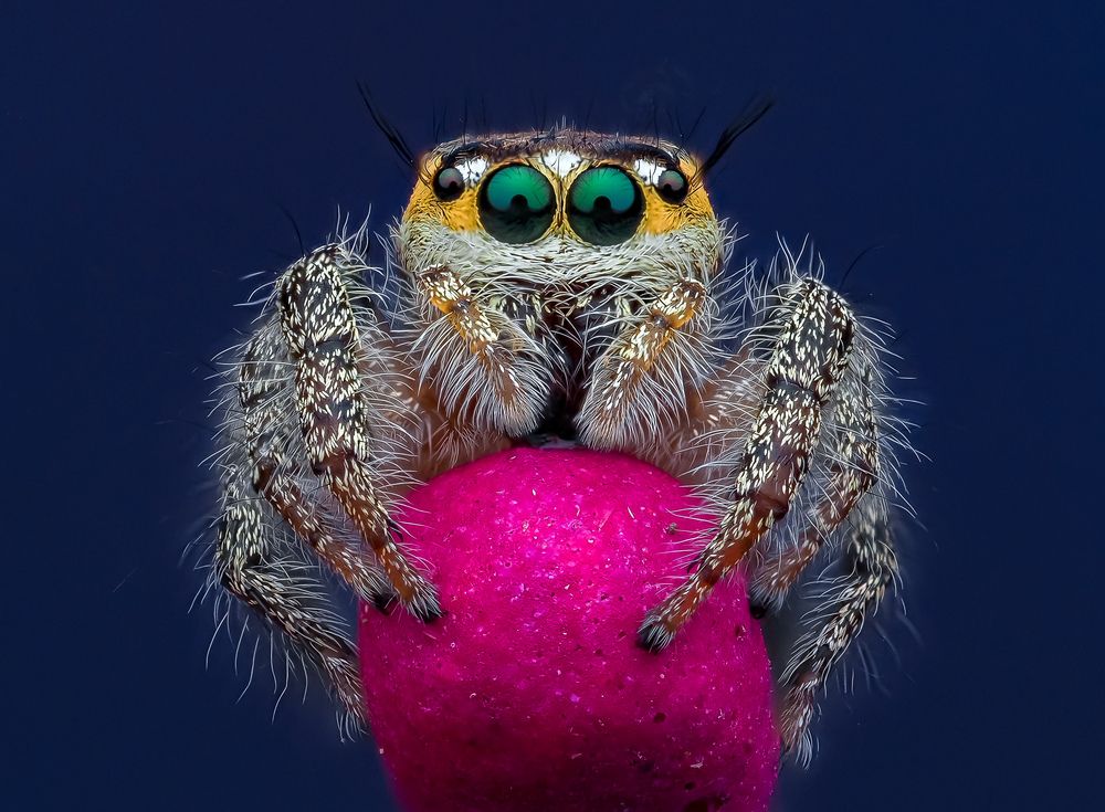 Photograph by Marcus Kam