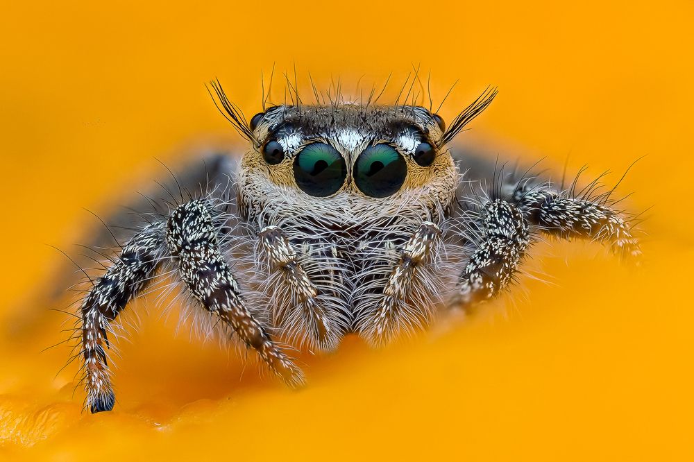 Photograph by Marcus Kam