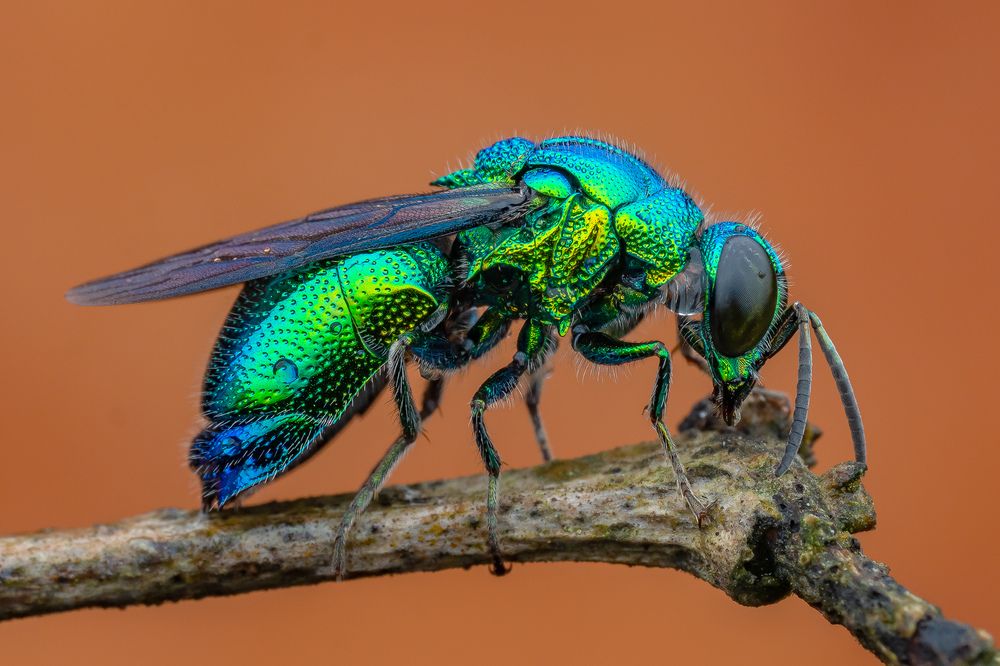 Photograph by Marcus Kam