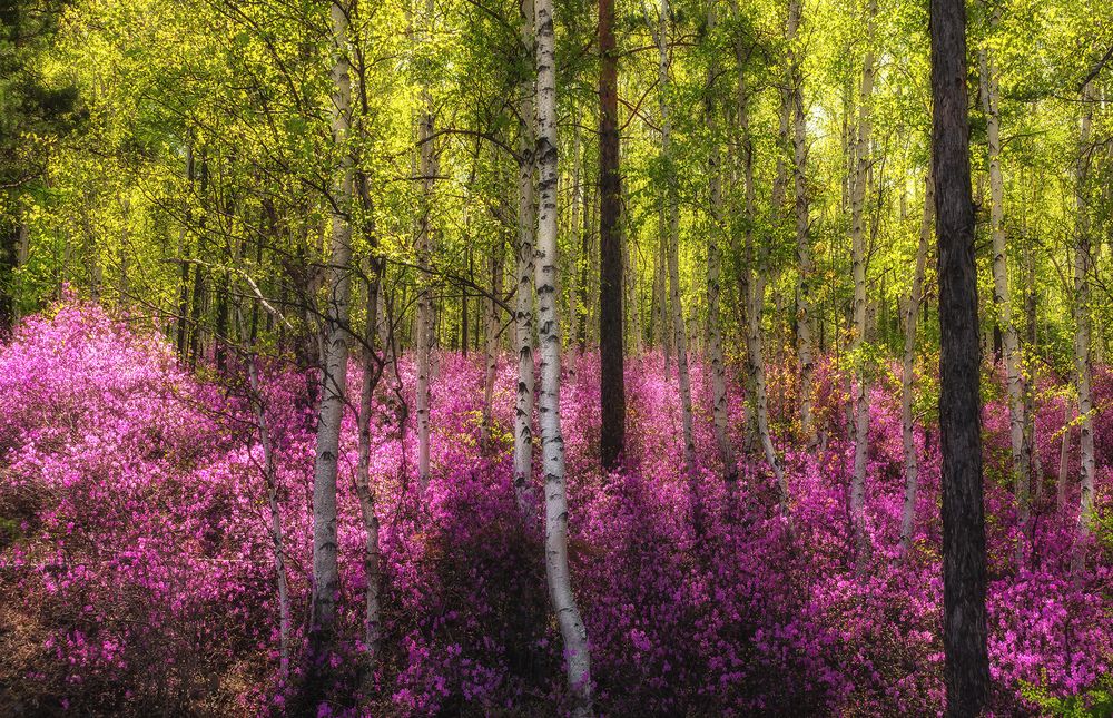 Фотография автора Zakharov Armen