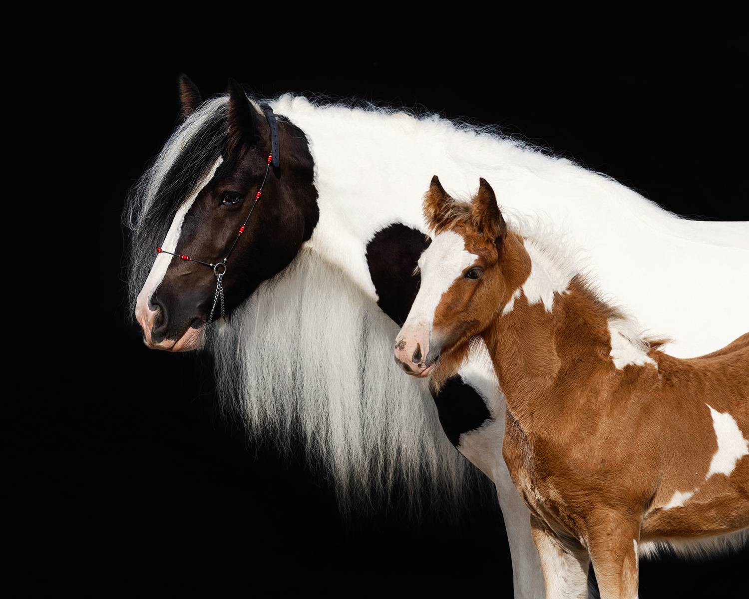 Фотография #11794522