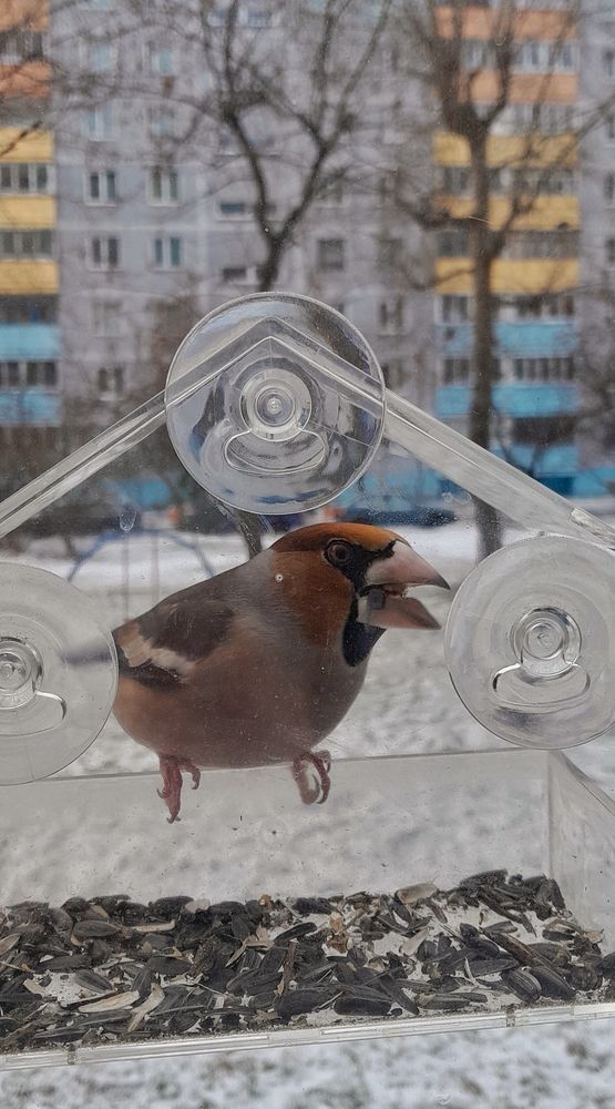 Фотография автора Александра Островская