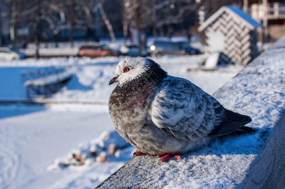 Photograph by Алина Стемковская