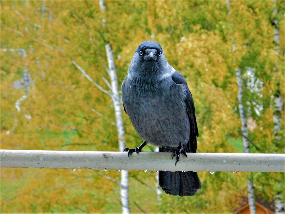 Photograph by Татьяна Ижмукова
