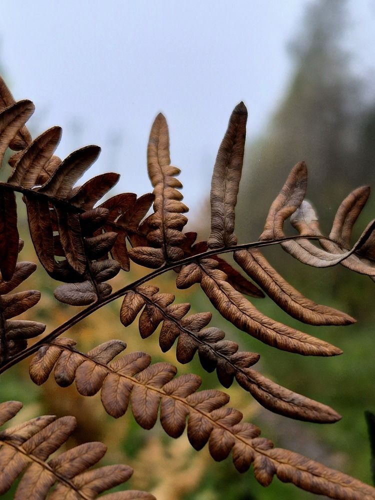 Photograph by Сергей Петров