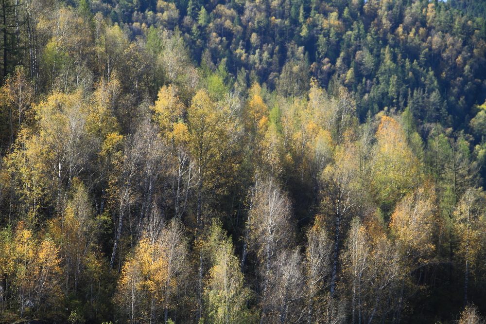 Осенний лес.