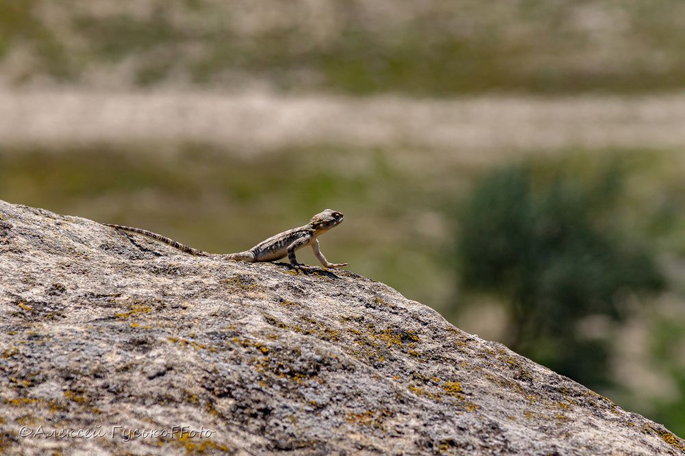 Photograph by Алексей Гуськов