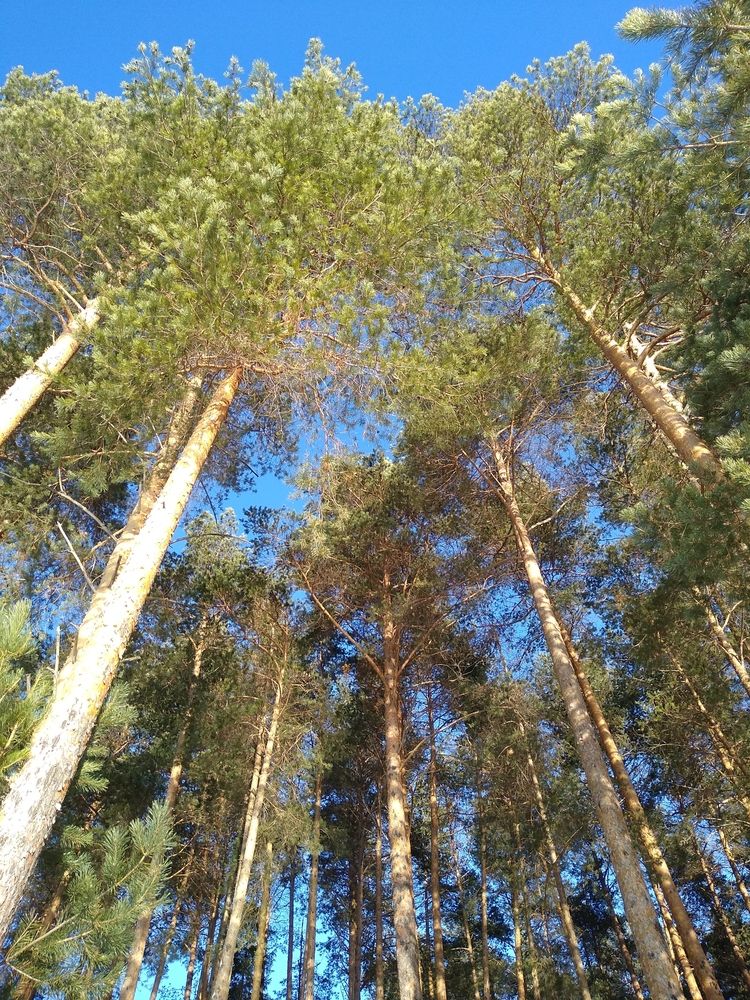 Photograph by Сергей Шевырин