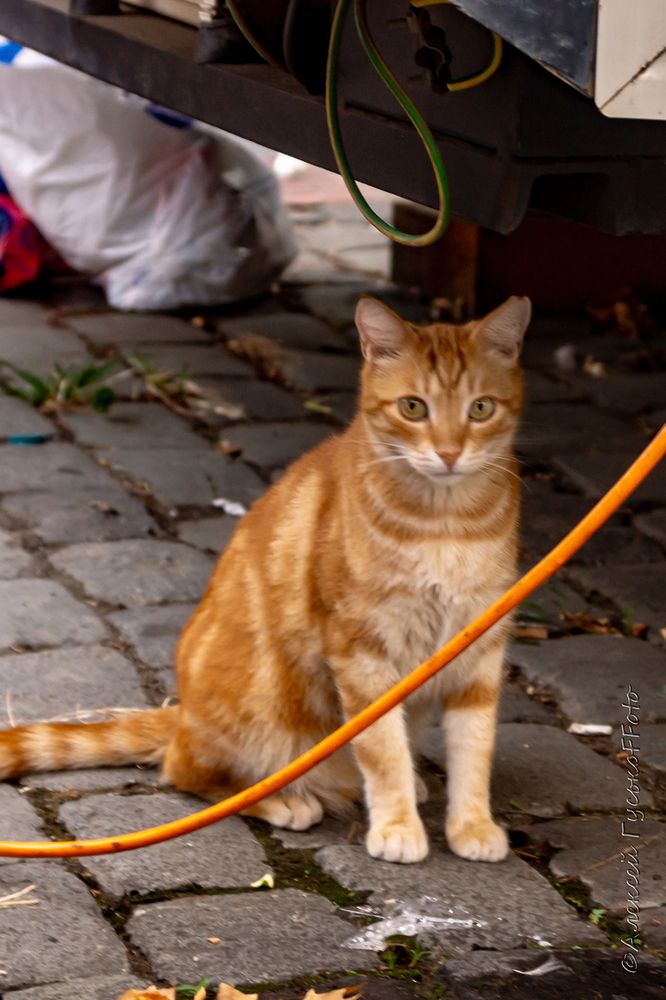 Photograph by Алексей Гуськов