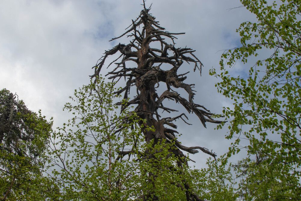 Photograph by Татьяна Ижмукова