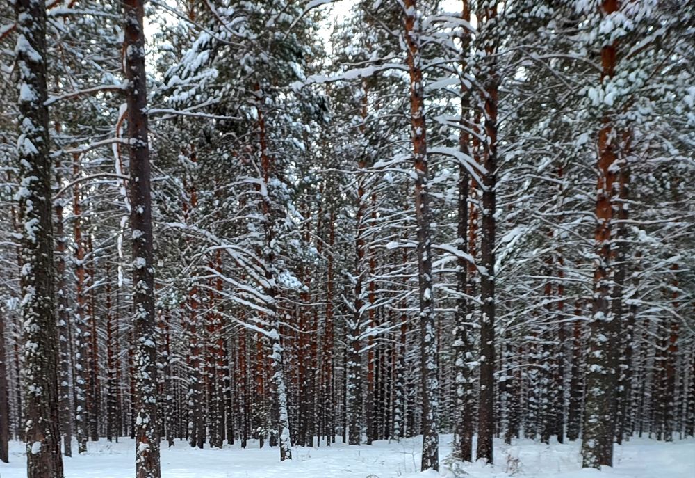 Photograph by Наталья Смирнова