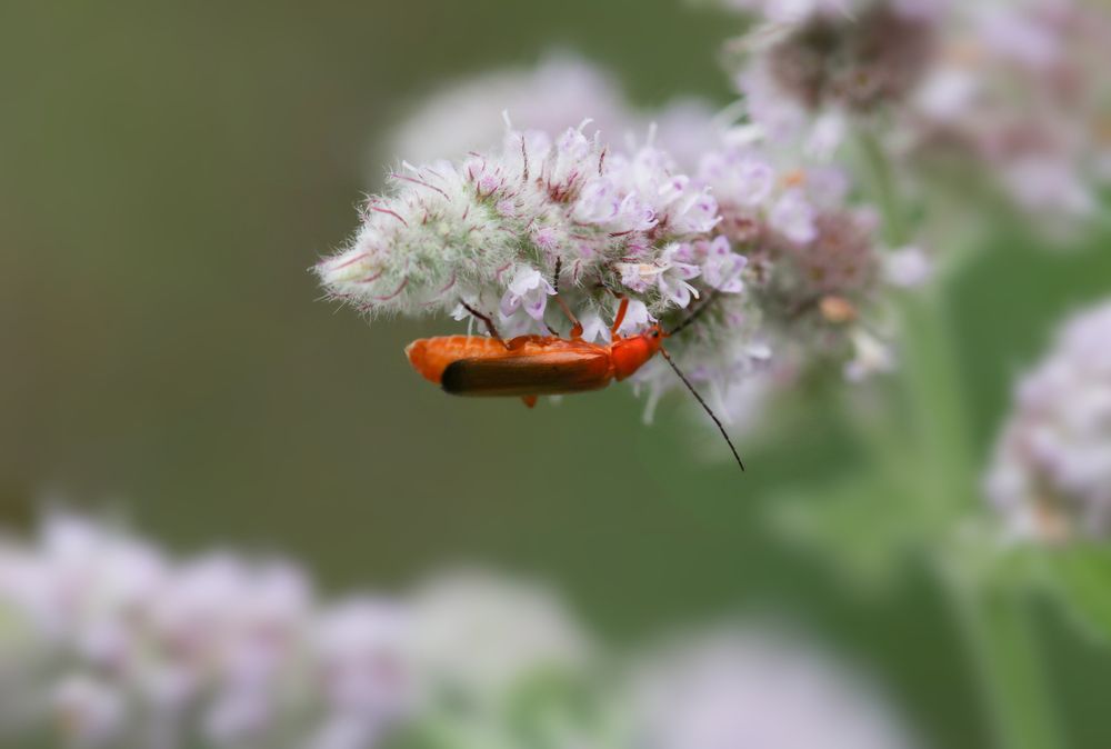 Photograph by Светлана Попкова