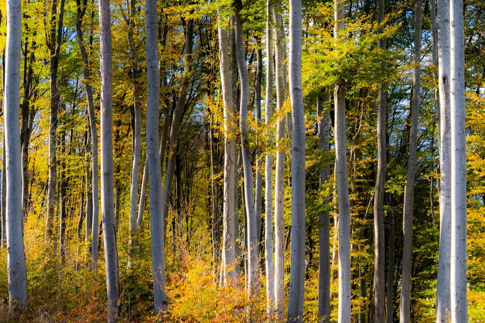 Photograph by Светлана