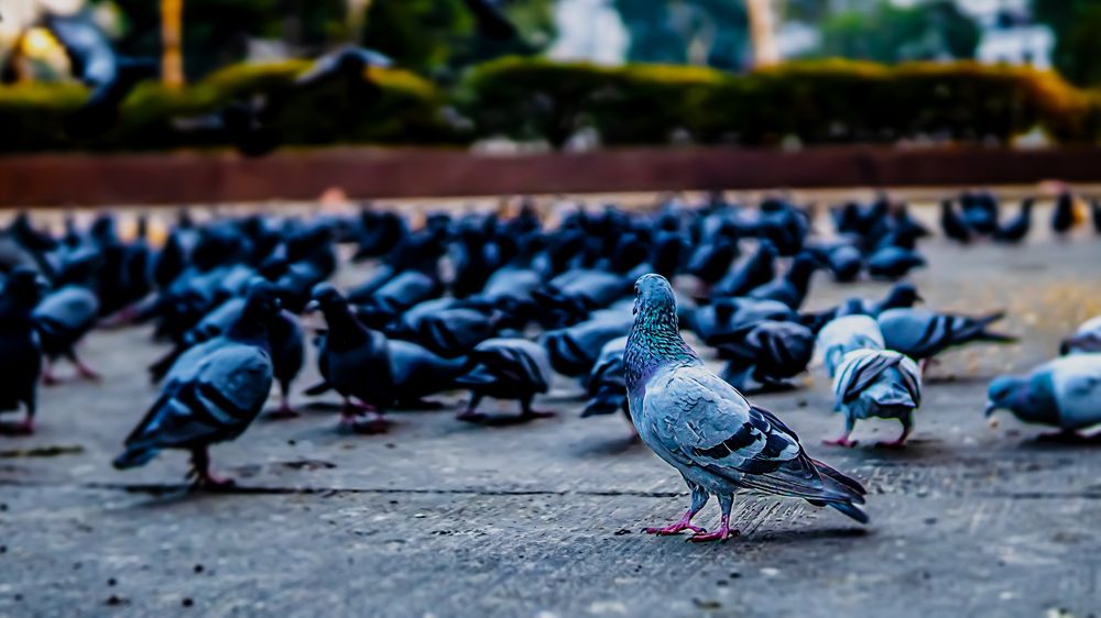 Фотография автора savitri Rawat