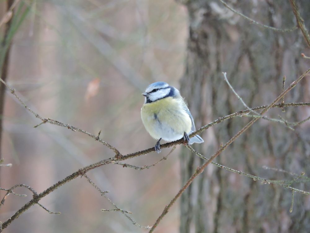 Photo #11795023