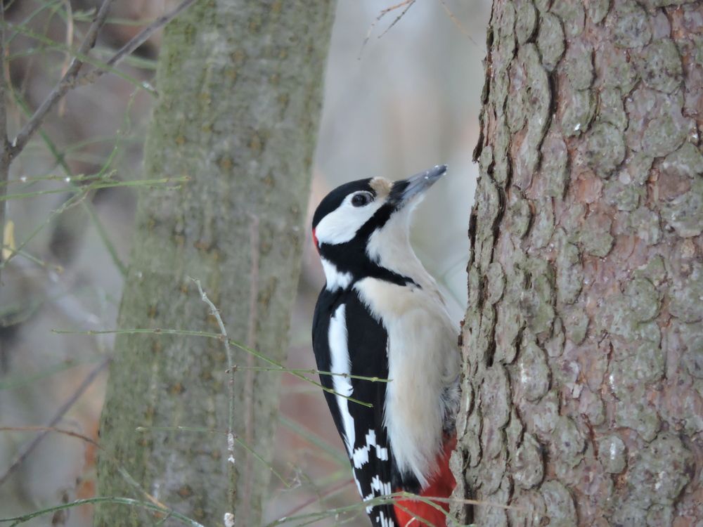 Photo #11795024