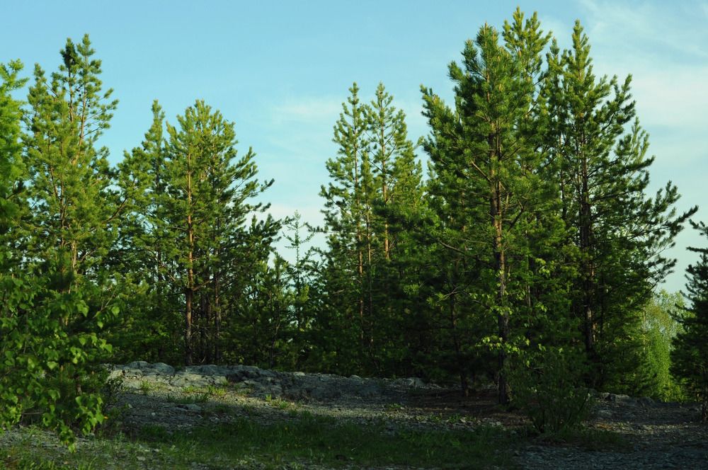 Фотография автора Кристина Киселёва