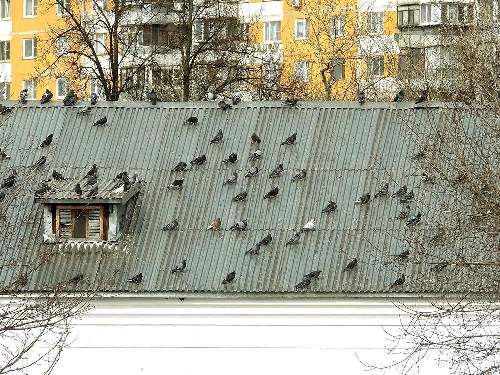 Photograph by Леонид Шнейдерман