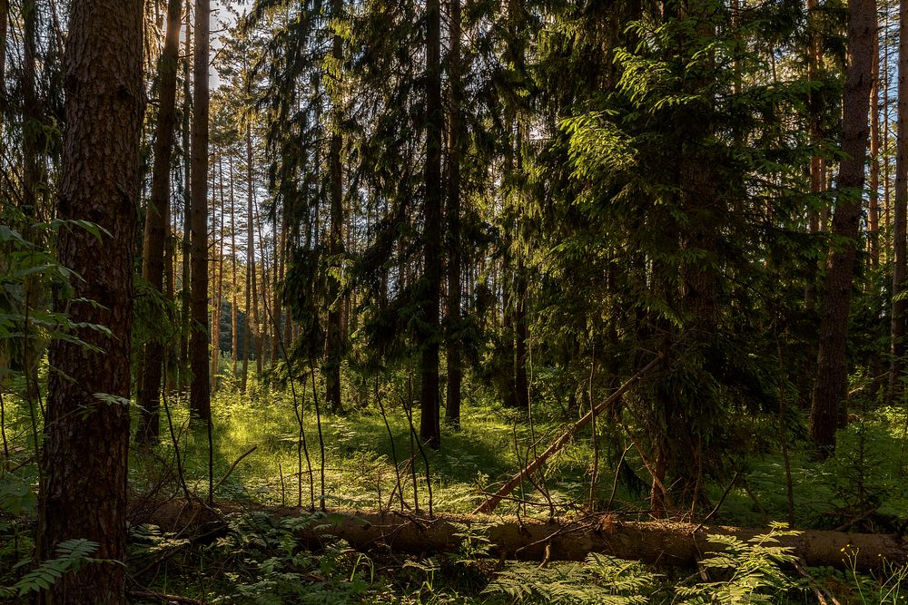 В конце летнего дня