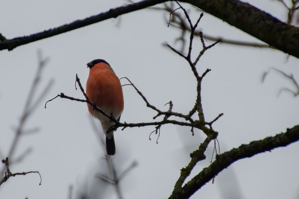 Photograph by Михаил Гурин