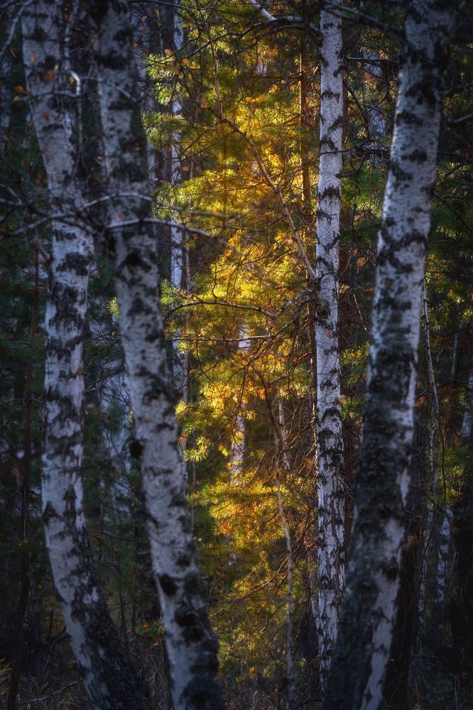 Photograph by Михаил Харитонычев