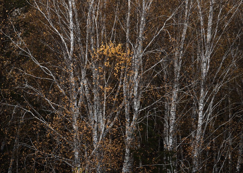 Photograph by Михаил Харитонычев