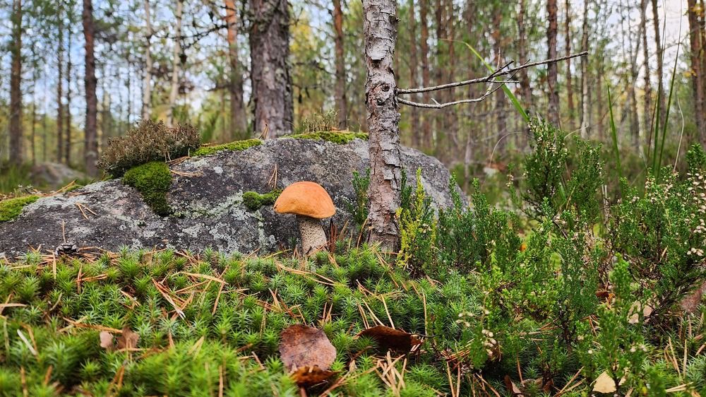 Photograph by Олег Филиппов